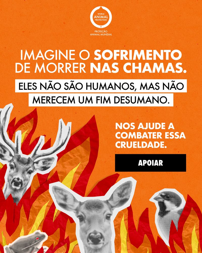 WAP campaign creative: fire and wildlife